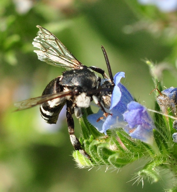 Apidae Megachilinae? No, Thyreus sp. (Apidae Anthophorinae)